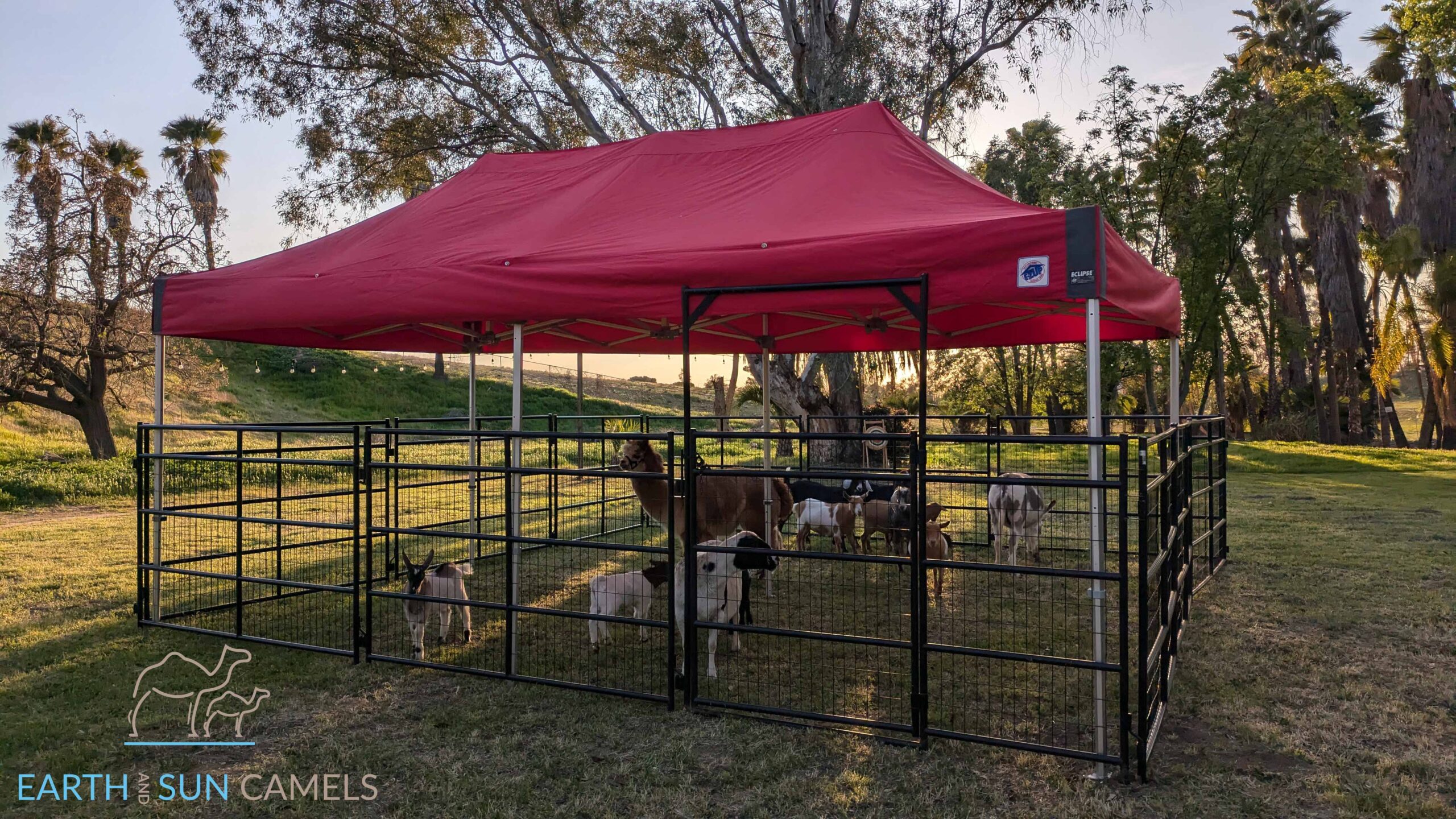 Petting Zoo Fun for All Ages Outdoor petting zoo with goats, donkeys, sheep, piglets, and alpacas